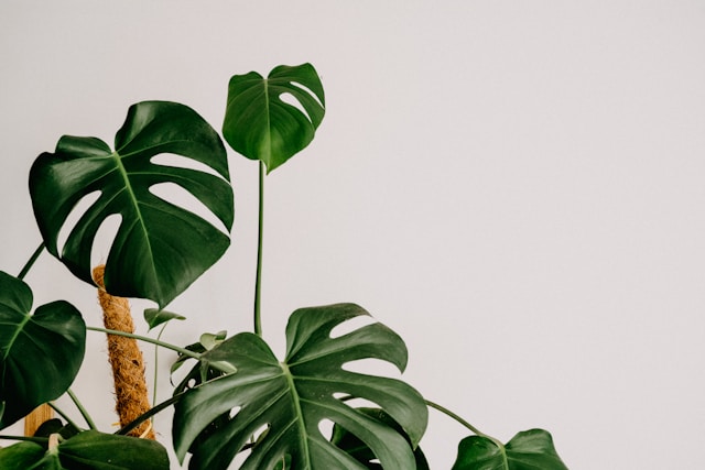 植物竟也是紓壓神器？客製化便利貼輕鬆打造綠植生活！